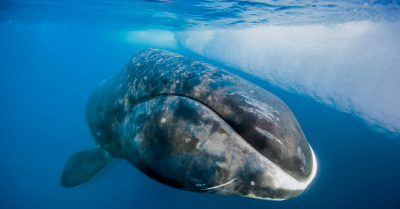 O canto das baleias